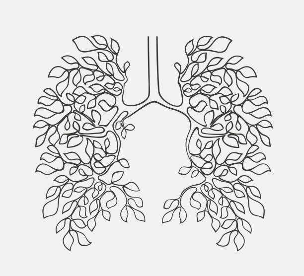 ветви деревьев, как дыхательная система - human lung healthy lifestyle healthcare and medicine green stock illustrations