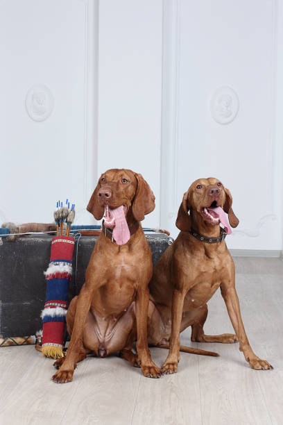 istock Hungarian vizsla dog 939148992