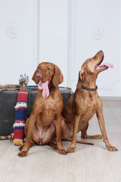istock Hungarian vizsla dog 939149060