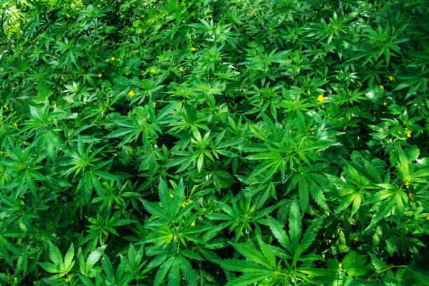 istock Wild agricultural hemp grows in the countryside 939149416