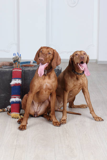istock Hungarian vizsla dog 939149840