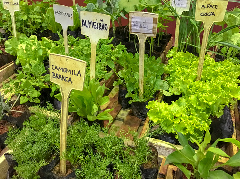 Close-up of a plant nursery of various medicinal plants with their names in Portuguese in plastic tags.
