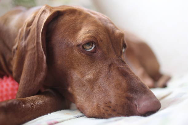 istock Hungarian vizsla dog 939149924