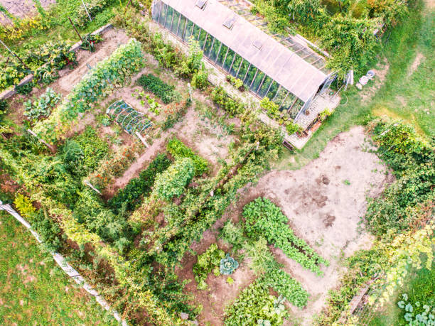 istock An aerial view of an allotment. 939150492