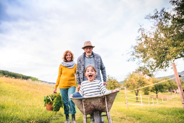 裏庭の庭でガーデニングの grandaughter のシニア カップル。 - grandparent gardening child grandchild ストックフォトと画像