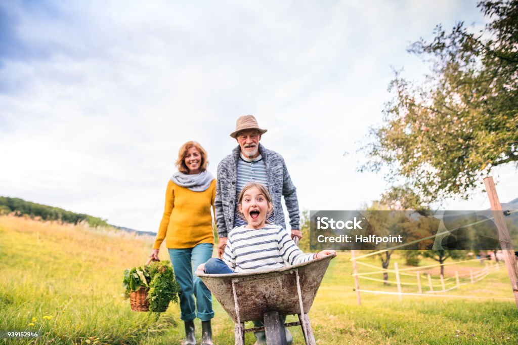 Senior couple with grandaughter gardening in the backyard garden. Happy healthy senior couple with their grandaughter harvesting vegetables on allotment. Man pushing small girl in a wheelbarrow, woman carrying vegetables in a basket. Family Stock Photo