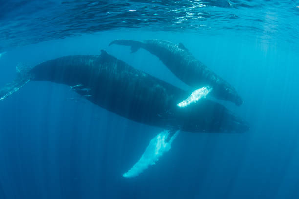 istock Humpback Whales in the Caribbean Sea 939154128
