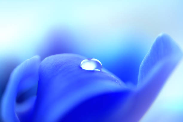 istock Water drop on a flower in blue 939154590