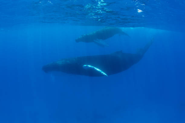 istock Humpback Mother and Calf in Blue Water 939155292