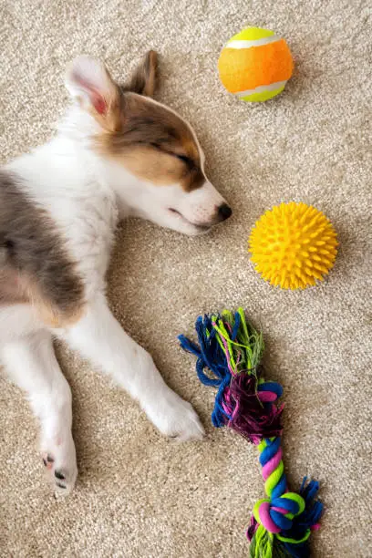 Photo of Flatlay, cute sleeping patchy Puppy and different Dog toys on a brown carpet
