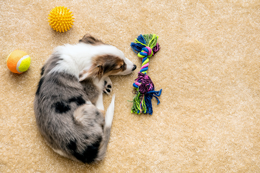 Flatlay, cute mixed-breed Puppy and Dog Toys lying at a brown floor, copyspace