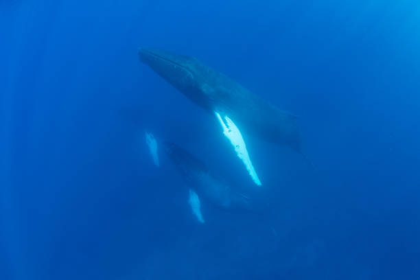 istock Humpback Mother, Calf, and Escort 939155636