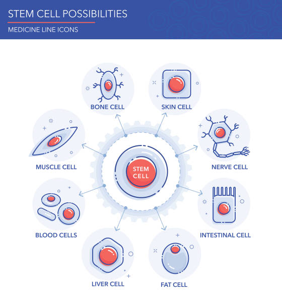 Stem Cell Possibilities Vector infographics showing a stem cell a class of undifferentiated cells that are able to differentiate into specialized cell types. stem cell illustrations stock illustrations