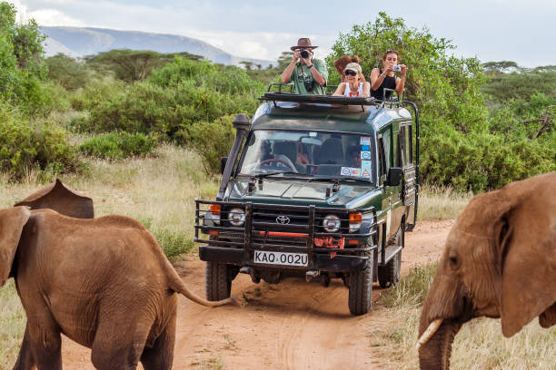 Tourists on safari game drive Masai Mara, Kenya, May 19, 2017: Tourists in an all-terrain vehicle exploring the African savannah on safari game drive safari jeep kenya stock pictures, royalty-free photos & images