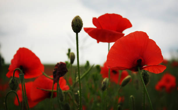 istock Red blossom poppy field 939162668