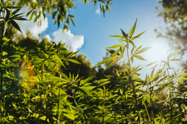 istock Wild agricultural hemp grows in the countryside 939162988
