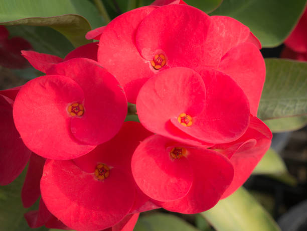 istock Red Big Euphorbia milii Flowers Blooming 939163408