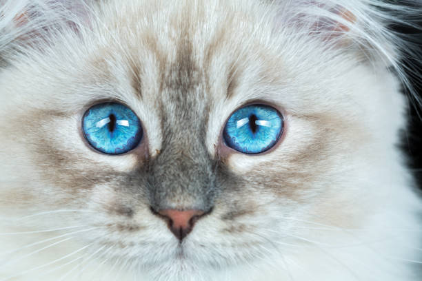 Portrait of a Siberian kitten, studio shot on a gray background