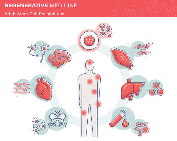 Stem Cell Infographics Vector illustration showing adult or somatic stem cell possibilities. liver organ stock illustrations