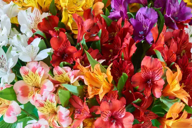 Bunch of multicolored alstroemeria as beautiful floral background