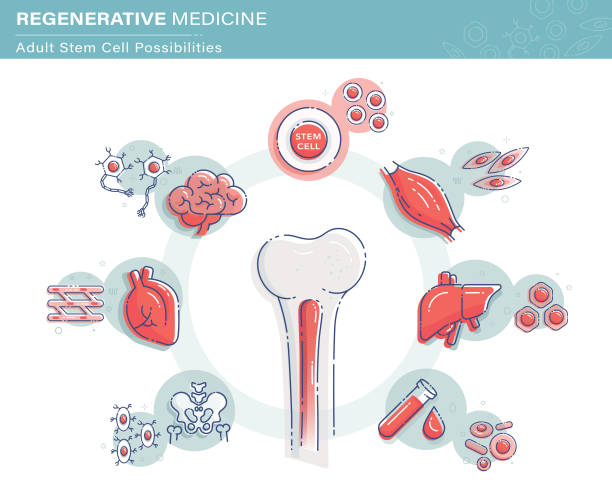 Regenerative Medicine Infographics Stock Illustration - Download Image Now  - Bone Marrow, Stem Cell, Muscle Fiber - iStock