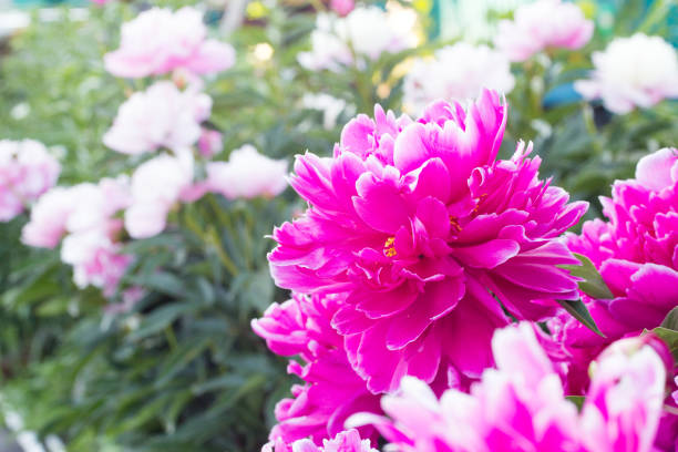 istock Beautiful flowers in a garden 939167962