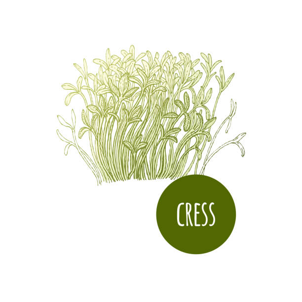 Vector illustration Lettuce cress. Lettuce cress. Plant isolated on white background. Vector illustration. Hand drawing style vintage engraving. Greenery for create the menu, recipes, decorating kitchen items. Vintage. cress stock illustrations