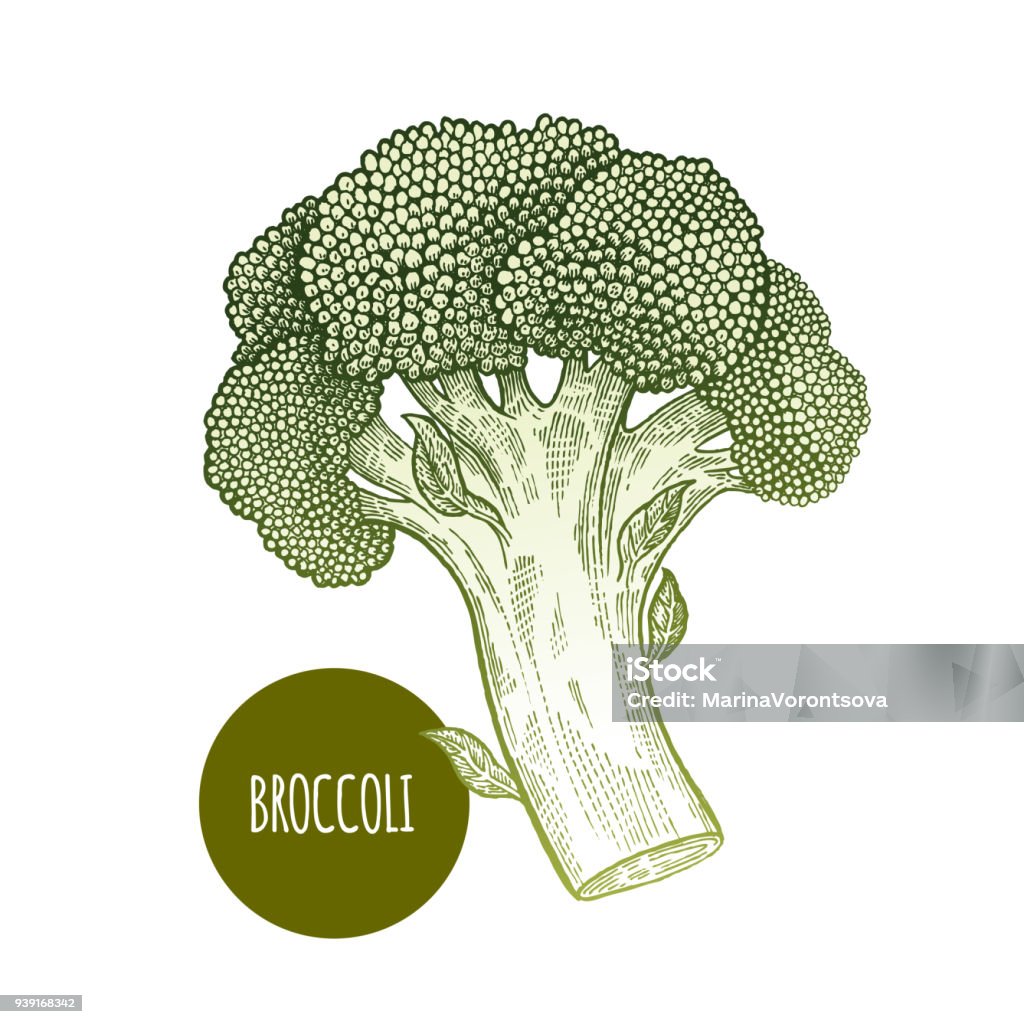 Broccoli isolated on white background. Broccoli. Hand drawing vegetables. Vector illustration art. Green and white. Vintage engraving. Kitchen design. Broccoli stock vector