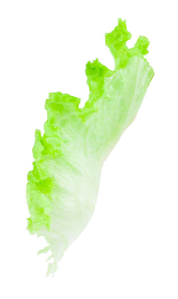 istock Salad leaf. Lettuce isolated on white background. With clipping path 939168556