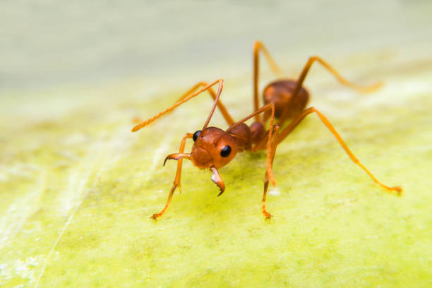Ants are protected from invasion by enemies. stock photo