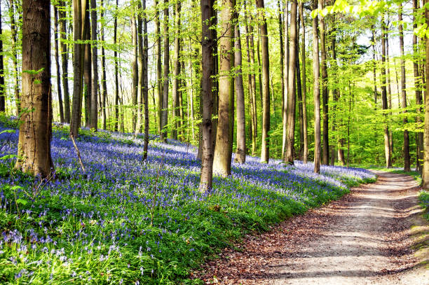 Landscape with footpath leading through the forest with blooming bluebells and beech trees on a beautiful day in springtime.