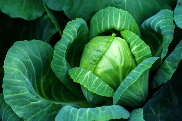 Natural patterns of fresh cabbage stock photo