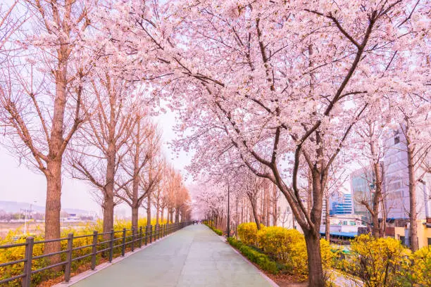 Cherry blossom of Spring in Seoul, South Korea .