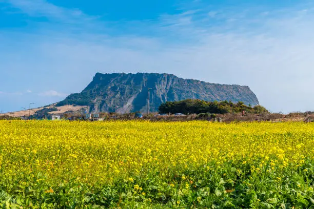 Canola field at Seongsan Ilchulbong, Jeju Island, South Korea