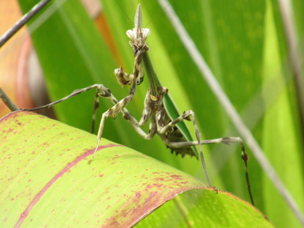 istock Nature, Flowers and Insects in Peru 939181616
