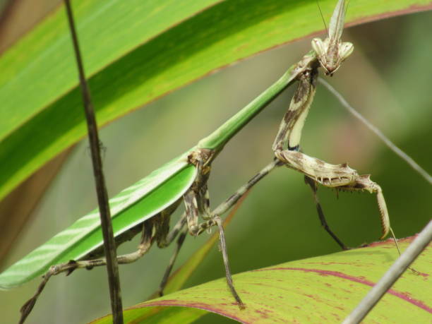istock Nature, Flowers and Insects in Peru 939181642
