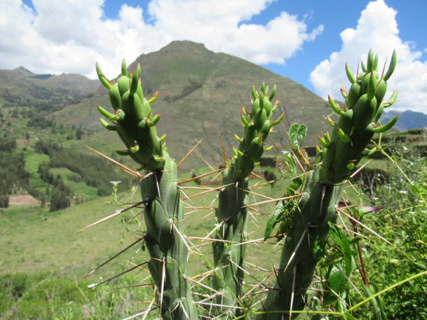 istock Peru, Pisac, Quillabamaba. Landscape 939181692