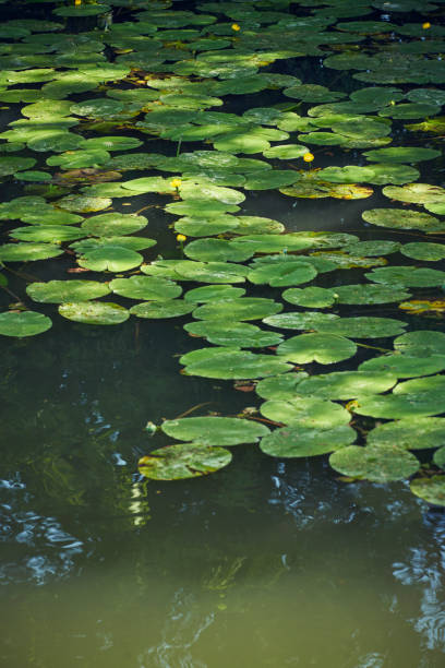 istock Leaves water lilies water 939181798