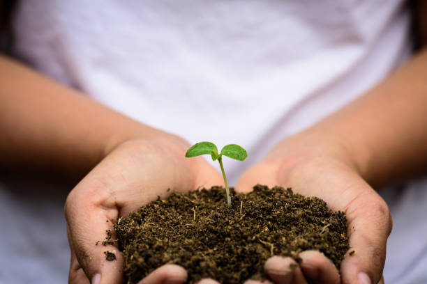 istock Top view of baby tree with soil in background. Earth Day concept. 939181966
