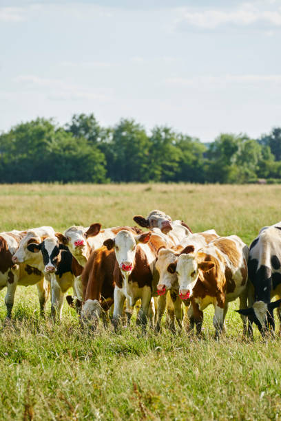 istock Herd of cattle meadow forest 939184086