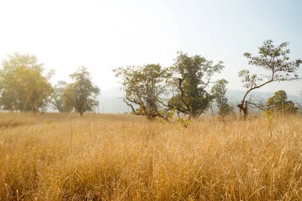 Autumn scenery with stubble-field. Tall dry grass is yellow in colour. Autumn landscape