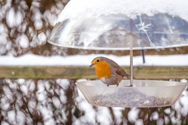 istock European Robin on a birdfeeder in the winter 939184932
