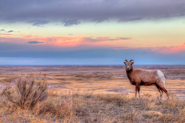 istock Badlands National Park, South Dakota 939185112