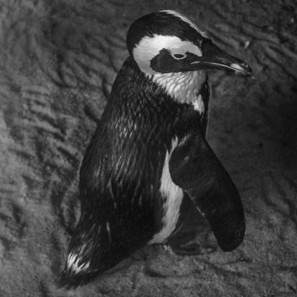 istock African penguin in Singapore zoo 939185268