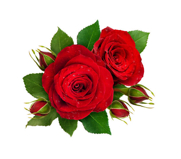 istock Floral composition with red rose flowers and buds 939185988