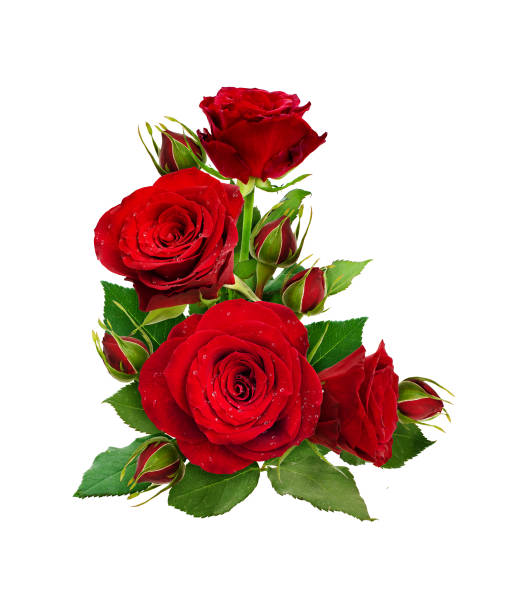 istock Corner composition with red rose flowers and buds 939185990