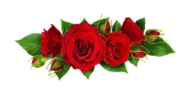 Red rose flowers and leaves in a line arrangement isolated on white background. Flat lay. Top view.