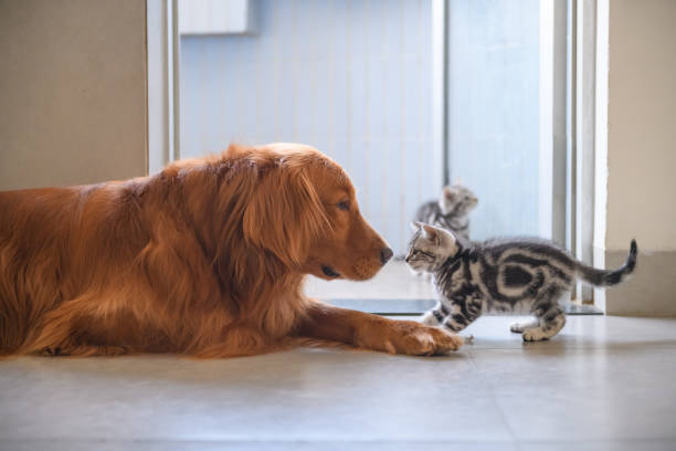 istock The kitten and the golden retriever 939189040