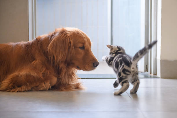istock The kitten and the golden retriever 939189094