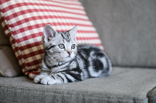 Cute American cat kitten lying on the couch